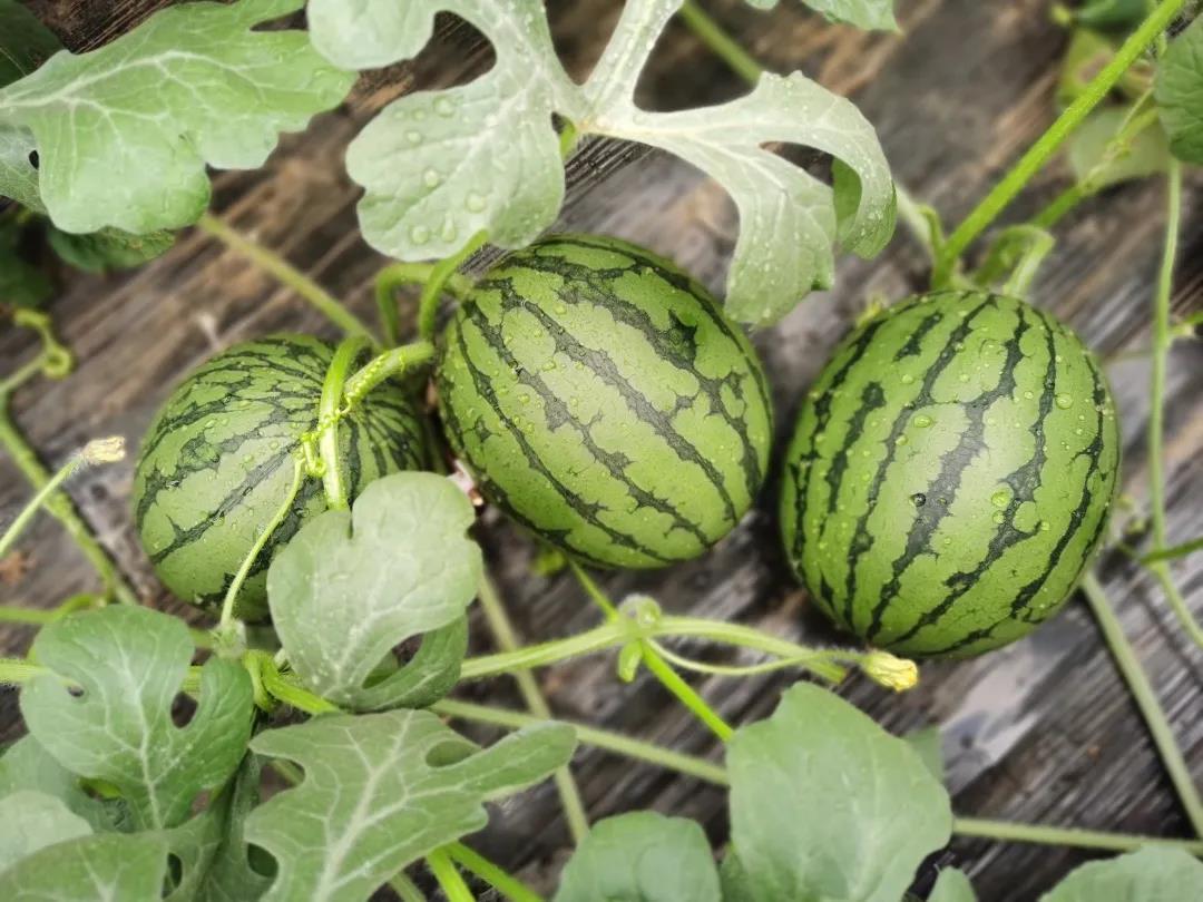 中牟西瓜